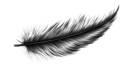 Obraz premium feather isolated on white background