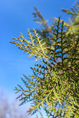 Thuja branches background. Green coniferous branches close-up. Thuja hedge texture. Natural green background.