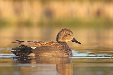 Krakwa, kaczka krakwa (Mareca strepera) © Bartosz Rakoczy