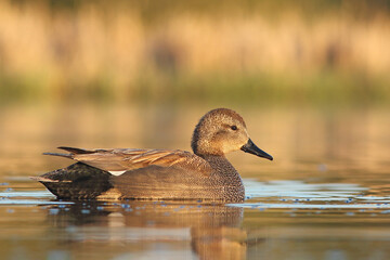 Krakwa, kaczka krakwa (Mareca strepera) © Bartosz Rakoczy