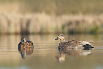 Krakwa, kaczka krakwa (Mareca strepera) © Bartosz Rakoczy