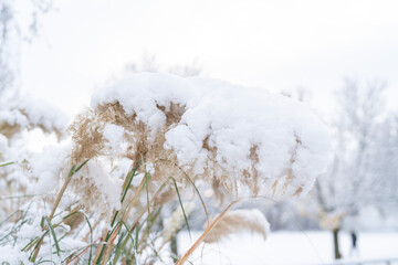 Snow-covered grass and plants create a serene winter landscape in a quiet park during a snowy day in the afternoon