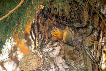 squirrel in the forest