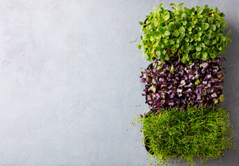 Assortment of microgreens. Chives, radish, sunflower sprouts in containers. Copy space. Top view.