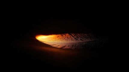 Illuminated Feather in Dark (1)