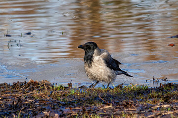 Disheveled hooded crow (Corvus cornix) on the lake shore on a sunny day in early spring.