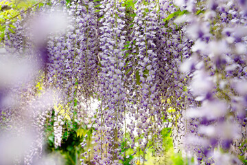 Beautiful wisteria blossoms draping down from vines in a lush garden during springtime in bright...