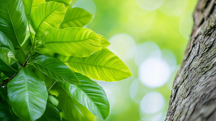 Obraz premium Lush green leaves against blurred background create serene atmosphere