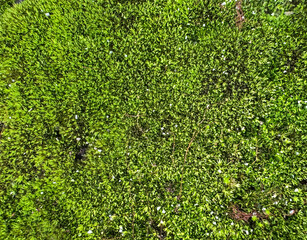 Green moss grown fertile on a weathered cement stone background. Green moss is commonly found in...