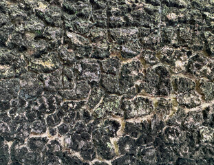 Close up of natural raw wood tree trunk texture. Solid wood tree bark with dark veins, grunge, and...