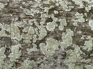 Close up of natural raw tree bark texture with rustic moss and fungus. Solid wood tree trunk with grunge, dirt, and molds on its veins. Seamless background texture