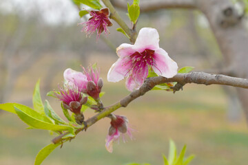 Obraz premium Beautiful Pink Peach Blossoms in a Garden, Pink Peach Flowers Blooming on Peach Tree, Beautiful peach flowers close up - as background, Flowering branch of fruit flower closeup