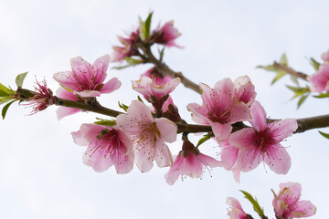 Beautiful Pink Peach Blossoms in a Garden, Pink Peach Flowers Blooming on Peach Tree, Beautiful peach flowers close up - as background, Flowering branch of fruit flower closeup