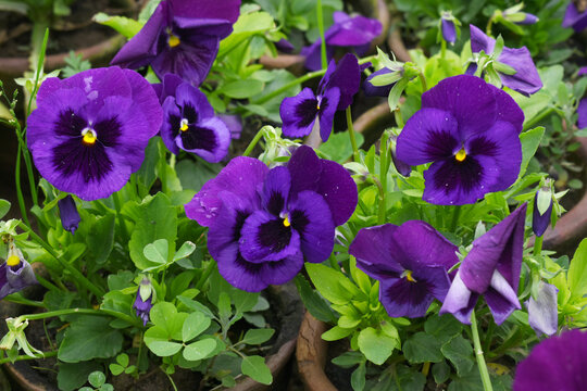 Spring flowers Viola in violet color - favorite ornamental plant flowering in the spring, Beautiful violet flower in the garden close up of blooming pancy flowers, violet Pancy flower in garden closeu