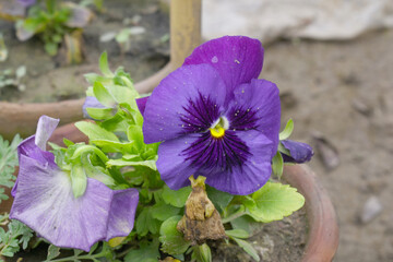 Spring flowers Viola in violet color - favorite ornamental plant flowering in the spring, Beautiful...
