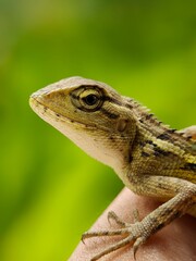 Close-up of a lizard (Calotes versicolor) on a person's hand.
