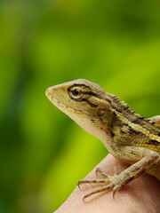 Close-up of a lizard (Calotes versicolor) on a person's hand.
