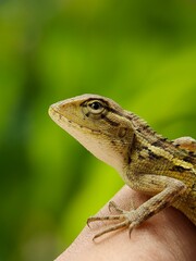 Close-up of a lizard (Calotes versicolor) on a person's hand.
