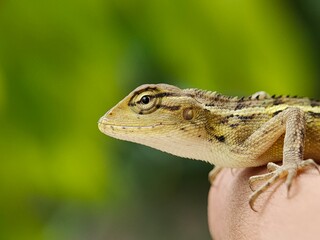 Close-up of a lizard (Calotes versicolor) on a person's hand.
