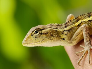 Close-up of a lizard (Calotes versicolor) on a person's hand.
