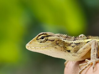 Close-up of a lizard (Calotes versicolor) on a person's hand.
