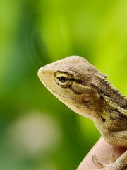 Close-up of a lizard (Calotes versicolor) on a person's hand.
