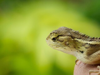Close-up of a lizard (Calotes versicolor) on a person's hand.
