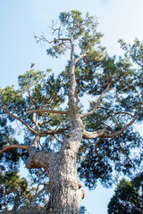 pine tree rising to sky in the forest