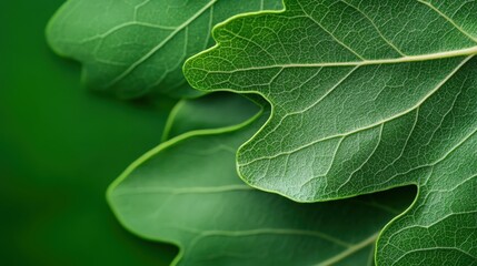 Fototapeta premium Intricate Veined Oak Leaf in Verdant Close up Macro Photography