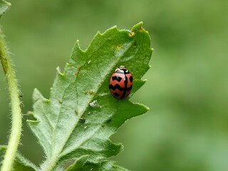 Close-up photograph of a red ladybug resting on a fresh green leaf, showcasing its vibrant red shell with black spots. Macro photography.