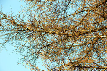 colorful tree branches against blue sky