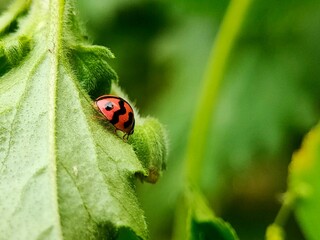 Fototapeta premium Close-up photograph of a red ladybug resting on a fresh green leaf, showcasing its vibrant red shell with black spots. Macro photography.