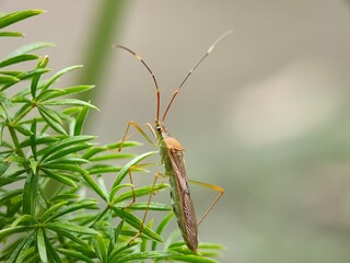 Rice Bug or walang sangit, Macro Shot of Green Insect on a Leaf - Nature and Wildlife Photography, bokeh background, blur
