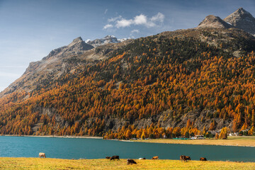 Autumn in Switzerland - Grisons