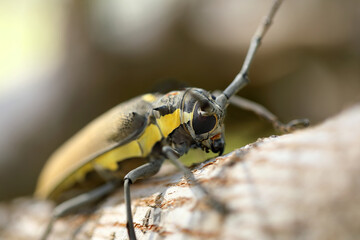 Mango Tree Borer, Batocera rufomaculata (Coleoptera: Cerambycidae) is one of the main stem pests of ficus and mango trees