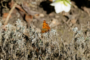 Comma butterfly (Polygonia c-album) sitting on lavender in Zurich, Switzerland
