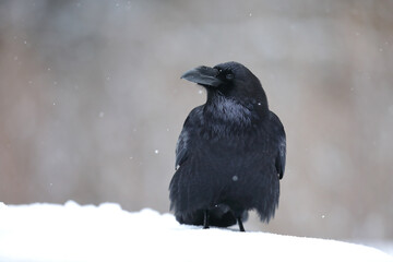 Kruk (Corvus corax) © Bartosz Rakoczy