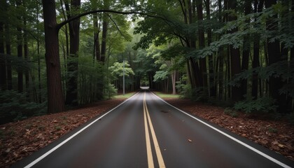 Obraz premium Empty forest road, serene pathway, green tranquility