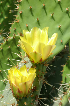 Yellow Prickly Pear Cactus Flowers