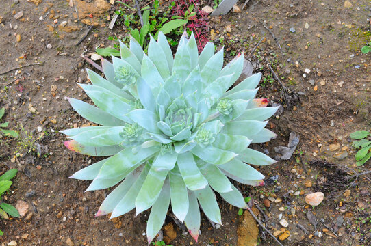 Close up of a Dudleya brittonii plant, a native species of Baja California