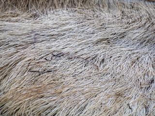 grey whale baleen detail close up