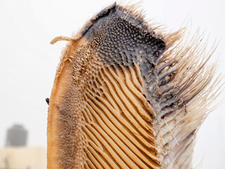 grey whale baleen detail close up