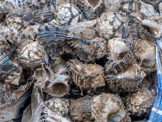 many snail clams in remote mexico baja california sur beach