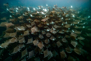 diving underwater with a Huge school of mobulas mobula munkiana in cortez sea ensenada de muertos baja de los sunos baja california sur Mexico
