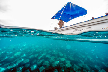 diving underwater with a Huge school of mobulas mobula munkiana in cortez sea ensenada de muertos...