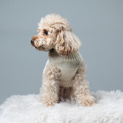 White miniature poodle on a light background. Studio shot of a dog. Maltipoo