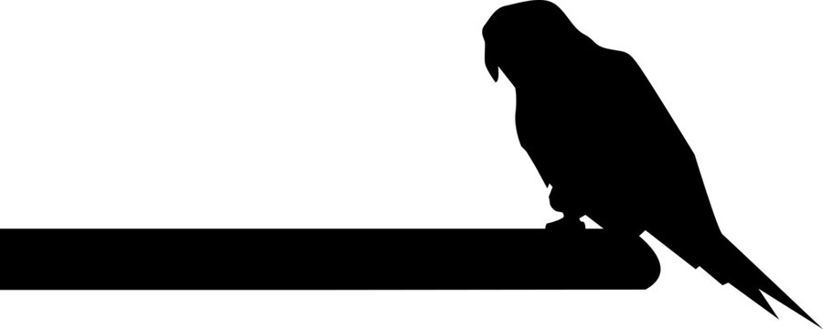 silhouette of a peacoc