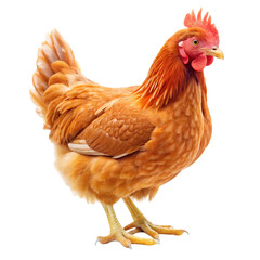 Fototapeta premium chicken isolated on white background