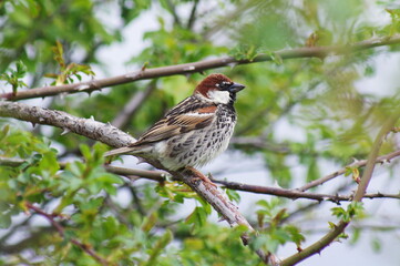 Spanish Sparrow. Passer hispaniolensis