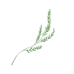 Field green seed grass with curved stem watercolor illustration isolated background. Hand painted summer meadow oat herb with spikelet. Wildflower for decoration, birthday invitation, design © Masha_tolk_art